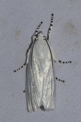 Eschata