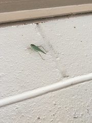 Microcentrum californicum