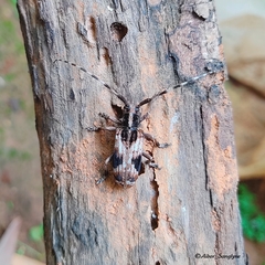 Blepephaeus succinctor