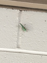 Microcentrum californicum