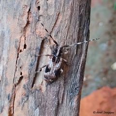 Blepephaeus succinctor