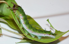 Pseudacraea lucretia tarquinea