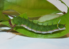 Pseudacraea lucretia tarquinea