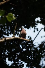Columba palumbus