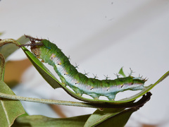 Pseudacraea lucretia tarquinea