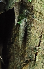 Alinda biplicata