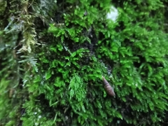 Alinda biplicata
