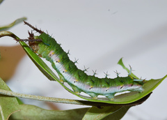 Pseudacraea lucretia tarquinea