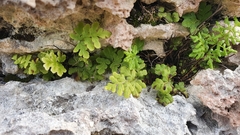 Cheilanthes capensis