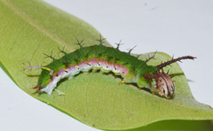 Pseudacraea lucretia tarquinea