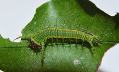 Pseudacraea lucretia tarquinea