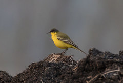 Motacilla flava thunbergi