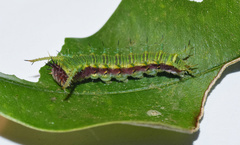 Pseudacraea lucretia tarquinea