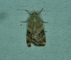 Cryptocala acadiensis