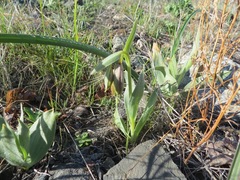 Fritillaria agrestis