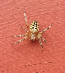 Araneus diadematus