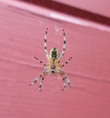 Araneus diadematus