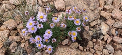 Erigeron pinnatisectus