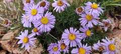 Erigeron pinnatisectus