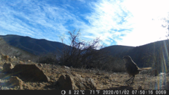 Scelorchilus albicollis