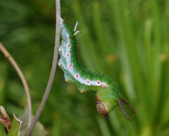 Pseudacraea lucretia tarquinea