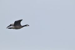 Anser anser × Branta canadensis