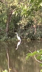 Ardea alba