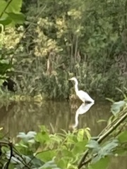 Ardea alba