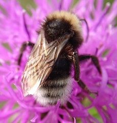 Bombus vestalis