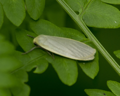 Eilema griseola