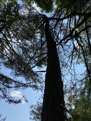 Pinus pungens