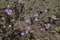 Clarkia bottae