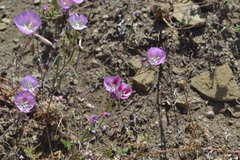 Clarkia bottae