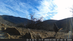 Scelorchilus albicollis