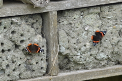 Vanessa atalanta