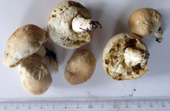 Boletus semigastroideus