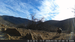 Scelorchilus albicollis