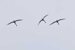 Platalea leucorodia