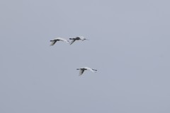 Platalea leucorodia