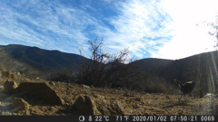 Scelorchilus albicollis