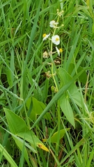 Sagittaria brevirostra