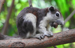 Callosciurus finlaysonii