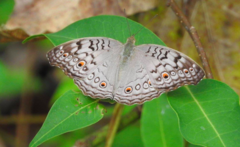 Junonia atlites