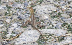 Calotes versicolor