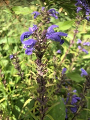 Dracocephalum ruyschiana