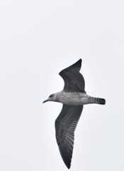 Larus argentatus