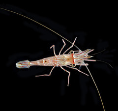 Rhynchocinetes brucei