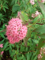 Angiospermae