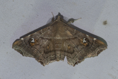 Episparis liturata