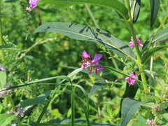 Helophilus obscurus